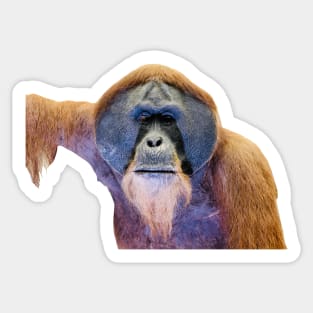 Orangutan Sticker